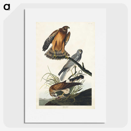 3-47_John-James-Audubon_picture