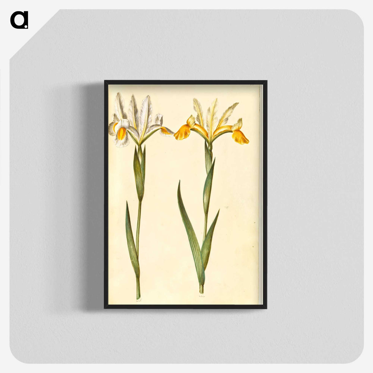 3-47_Maria-Sibylla-Merian_blk-crop