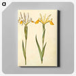 3-47_Maria-Sibylla-Merian_canvas