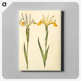 3-47_Maria-Sibylla-Merian_canvas
