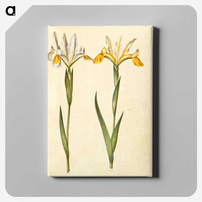3-47_Maria-Sibylla-Merian_canvas