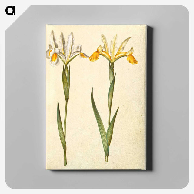 3-47_Maria-Sibylla-Merian_canvas