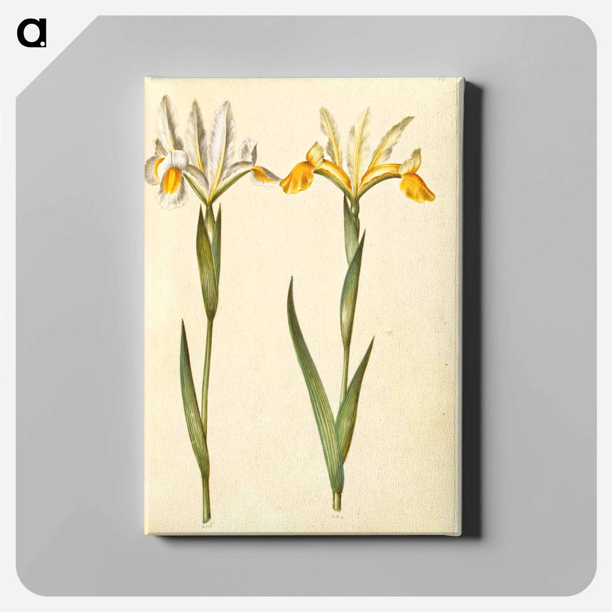 アートパネル-Spanish Iris
 - マリア ジビーラ メーリアン Canvas.