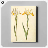 アートパネル-Spanish Iris
 - マリア ジビーラ メーリアン Canvas.