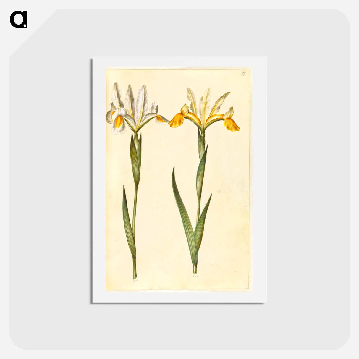 アートポストカード-Spanish Iris
 - マリア ジビーラ メーリアン Postcard.