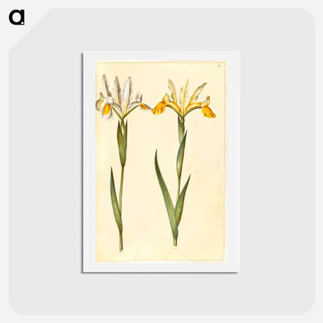 アートポストカード-Spanish Iris
 - マリア ジビーラ メーリアン Postcard.