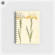 3-47_Maria-Sibylla-Merian_memo