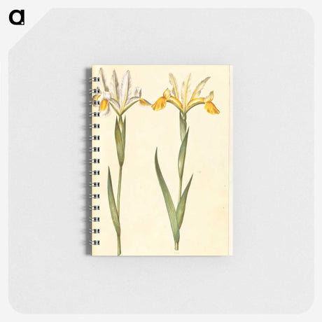3-47_Maria-Sibylla-Merian_memo