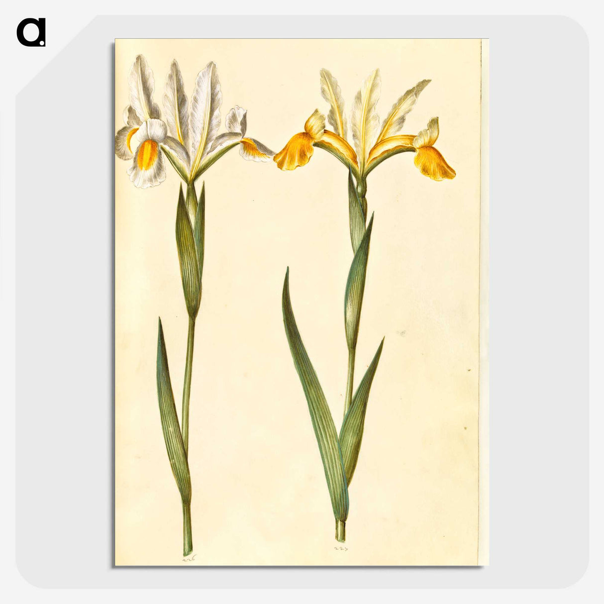3-47_Maria-Sibylla-Merian_picture-crop