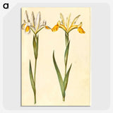 3-47_Maria-Sibylla-Merian_picture-crop