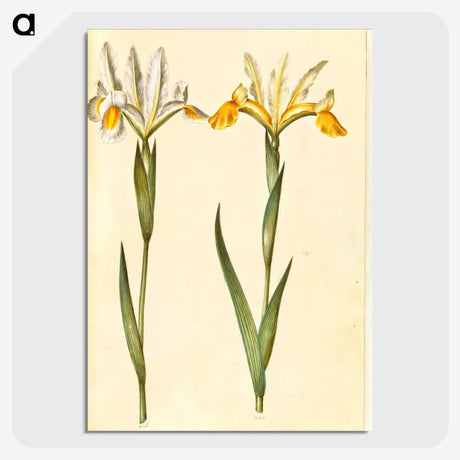 3-47_Maria-Sibylla-Merian_picture-crop