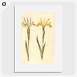 3-47_Maria-Sibylla-Merian_picture