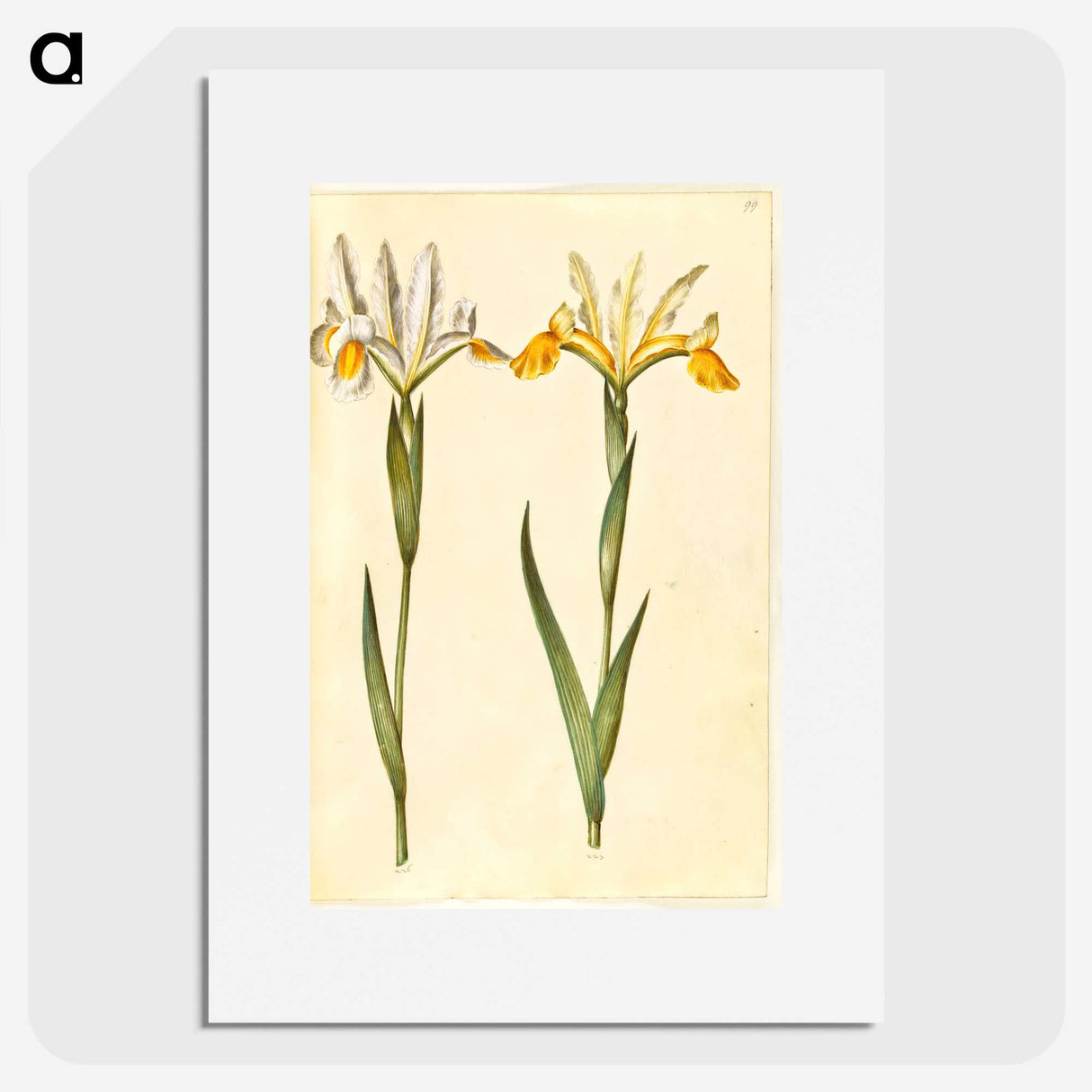3-47_Maria-Sibylla-Merian_picture