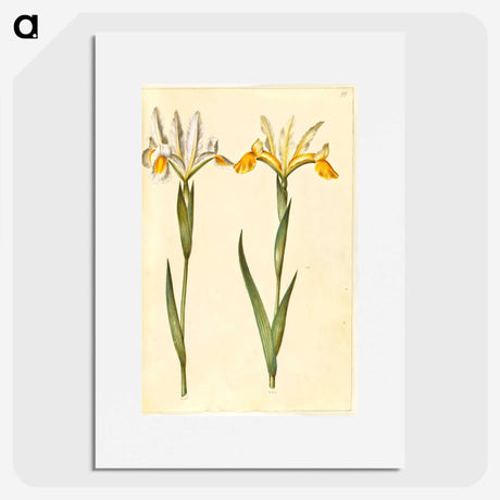 3-47_Maria-Sibylla-Merian_picture