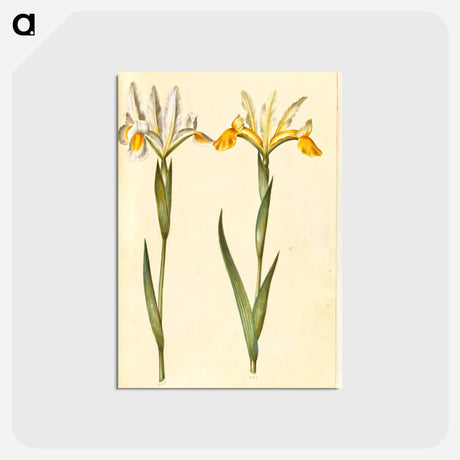 アートポストカード-Spanish Iris
 - マリア ジビーラ メーリアン Postcard.