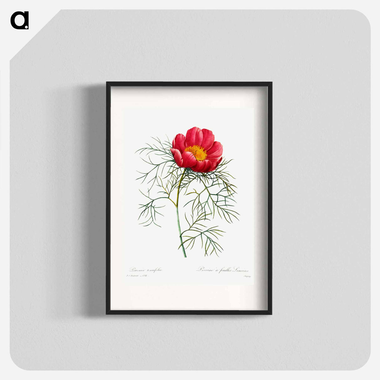 Red peony - Pierre Joseph Redouté Poster.