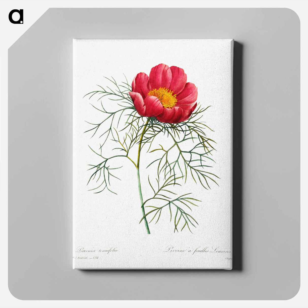 アートパネル-Red peony - ピエール ジョゼフ ルドゥーテ Canvas.