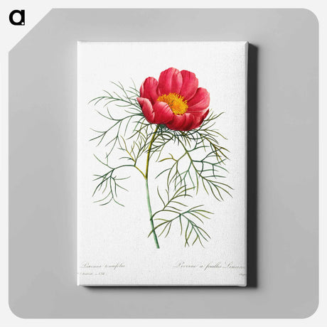 アートパネル-Red peony - ピエール ジョゼフ ルドゥーテ Canvas.