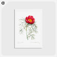 アートポストカード-Red peony - ピエール ジョゼフ ルドゥーテ Postcard.
