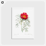 アートポストカード-Red peony - ピエール ジョゼフ ルドゥーテ Postcard.
