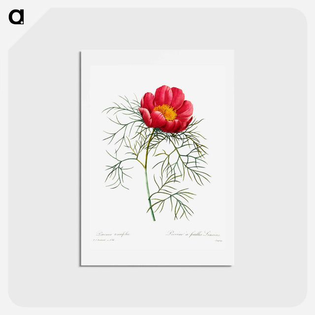 アートポストカード-Red peony - ピエール ジョゼフ ルドゥーテ Postcard.