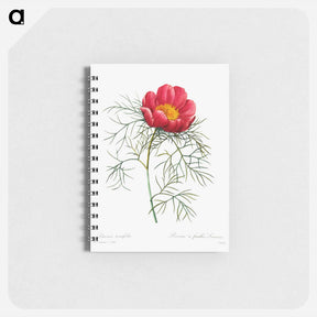 アートメモ帳-Red peony - ピエール ジョゼフ ルドゥーテ Memo.