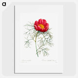 Red peony - Pierre Joseph Redouté Poster.