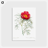 アートポストカード-Red peony - ピエール ジョゼフ ルドゥーテ Postcard.