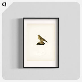 アートポスター-Corn Bunting
 - スヴェンスカ フォグラル Poster.