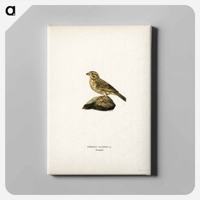 アートパネル-Corn Bunting
 - スヴェンスカ フォグラル Canvas.