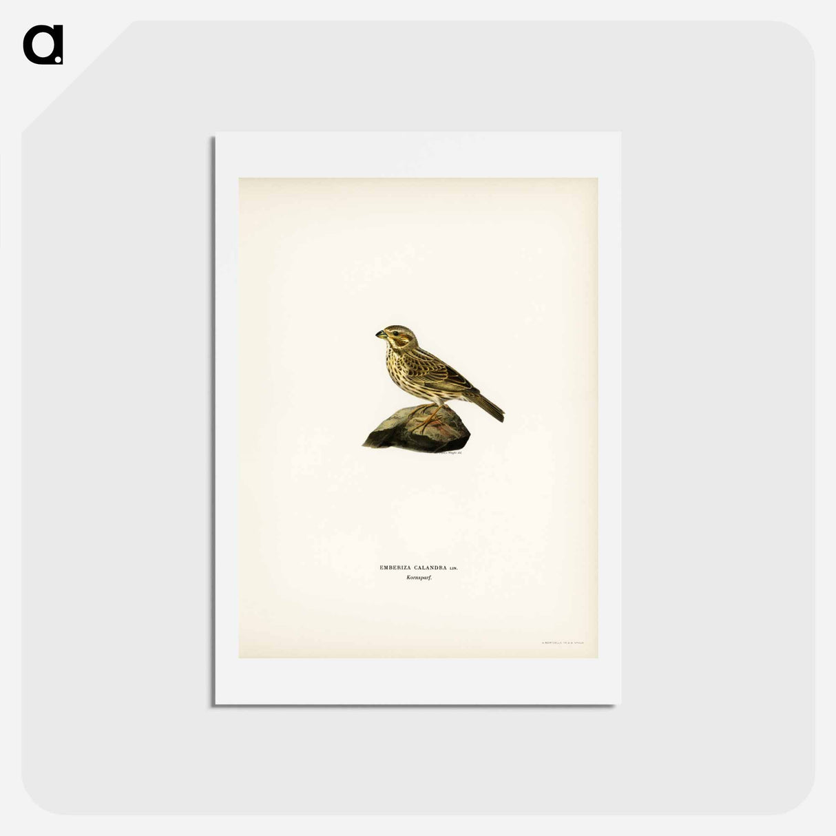アートポストカード-Corn Bunting
 - スヴェンスカ フォグラル Postcard.