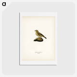 アートポストカード-Corn Bunting
 - スヴェンスカ フォグラル Postcard.