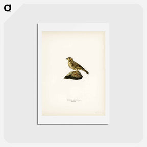 アートポストカード-Corn Bunting
 - スヴェンスカ フォグラル Postcard.