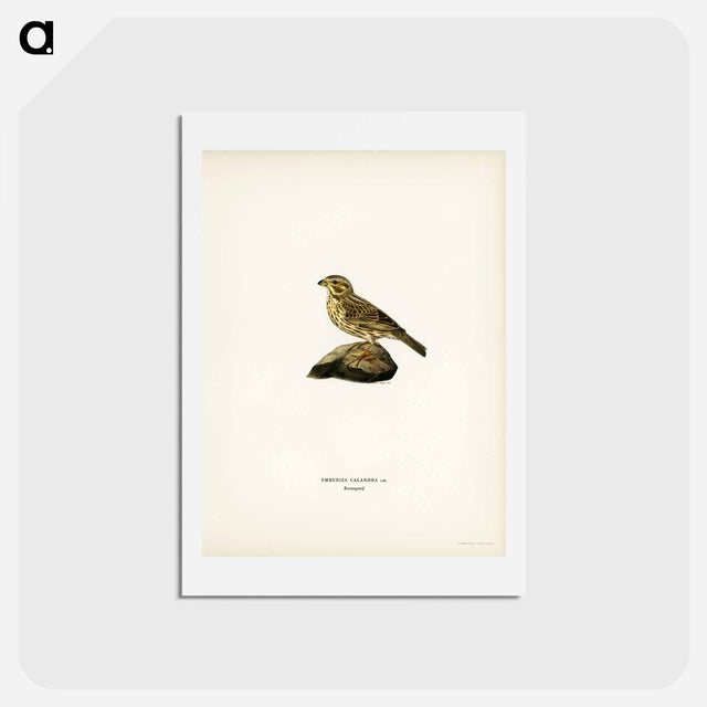 アートポストカード-Corn Bunting
 - スヴェンスカ フォグラル Postcard.