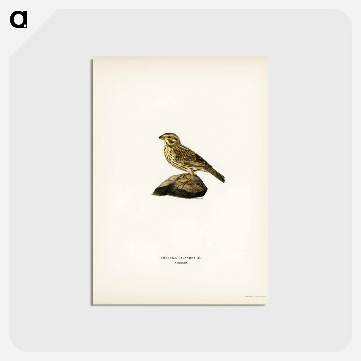 アートポストカード-Corn Bunting
 - スヴェンスカ フォグラル Postcard.
