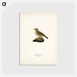アートポストカード-Corn Bunting
 - スヴェンスカ フォグラル Postcard.
