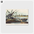 アートポストカード-American Snipe from Birds of America
 - アメリカの鳥たち Postcard.