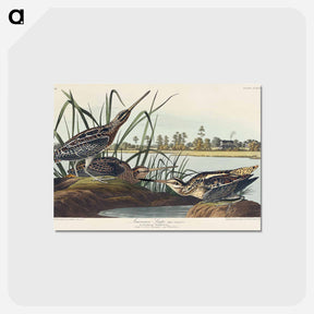 アートポストカード-American Snipe from Birds of America
 - アメリカの鳥たち Postcard.
