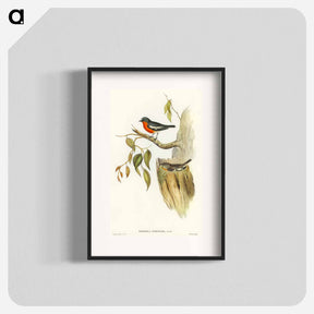 アートポスター-Flame-breasted Robin
 - オーストラリアの鳥 Poster.