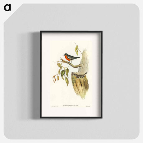 アートポスター-Flame-breasted Robin
 - オーストラリアの鳥 Poster.