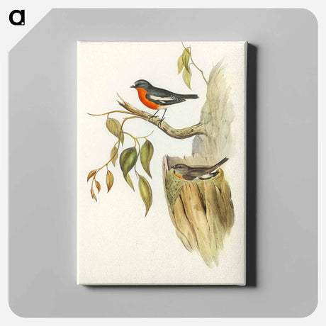 アートパネル-Flame-breasted Robin
 - オーストラリアの鳥 Canvas.