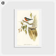 アートポストカード-Flame-breasted Robin
 - オーストラリアの鳥 Postcard.