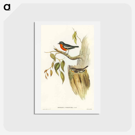 アートポストカード-Flame-breasted Robin
 - オーストラリアの鳥 Postcard.