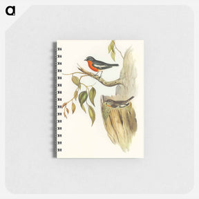 アートメモ帳-Flame-breasted Robin
 - オーストラリアの鳥 Memo.