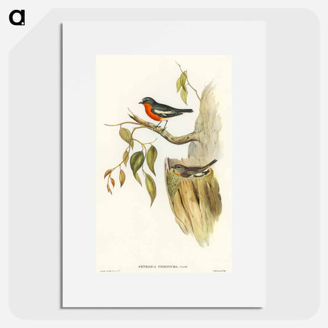 アートポスター-Flame-breasted Robin
 - オーストラリアの鳥 Poster.