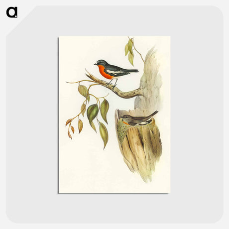 アートポストカード-Flame-breasted Robin
 - オーストラリアの鳥 Postcard.