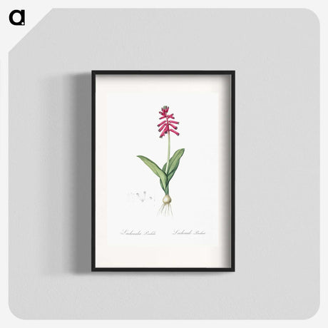 3-47_The-Lilies_blk