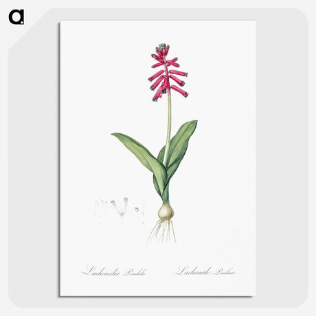 3-47_The-Lilies_picture-crop