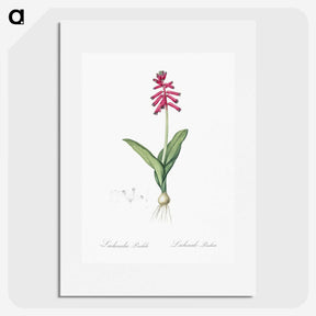 3-47_The-Lilies_picture