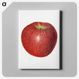 3-47_USDA-Watercolor-Fruit-Painting-Collection_canvas